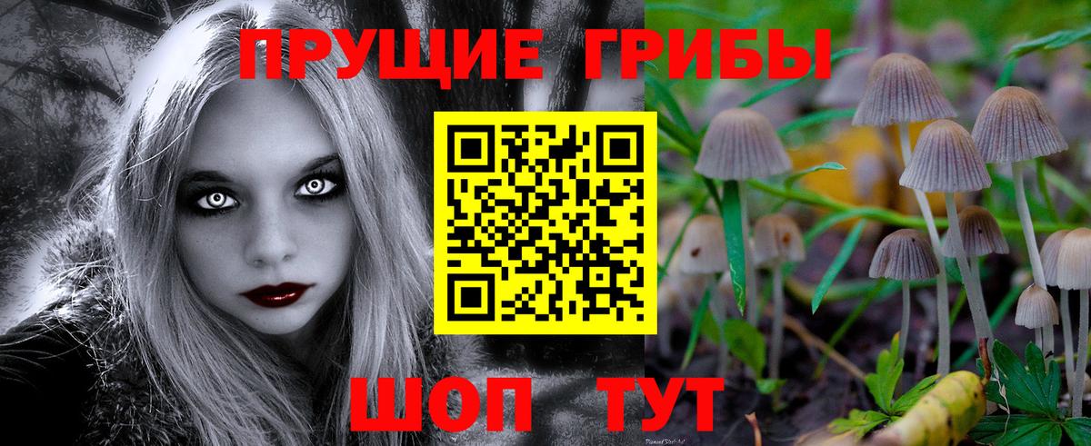 Кудрово  Псилоцибиновые грибы Cubensis  Вход с VPN 